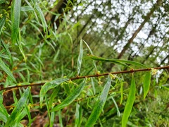 Pimelea axiflora