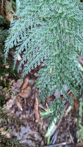 Callistopteris apiifolia (Callistopteris apiifolia)