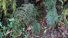 Callistopteris apiifolia