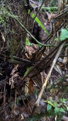 Callistopteris apiifolia