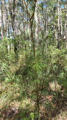 Hakea sericea