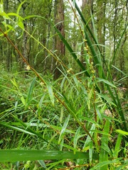 Pimelea axiflora