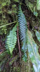 Prosaptia contigua