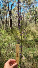 Dianella longifolia longifolia