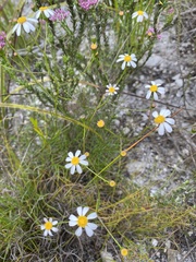 Senecio umbellatus