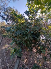 Cupaniopsis anacardioides