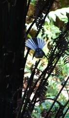 Rhipidura fuliginosa