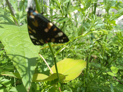 Callimorpha dominula