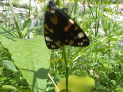 Callimorpha dominula