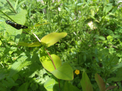 Callimorpha dominula