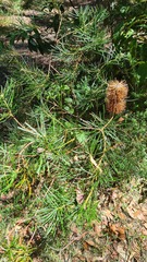 Banksia spinulosa