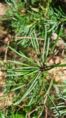 Banksia spinulosa