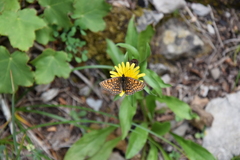 Melitaea