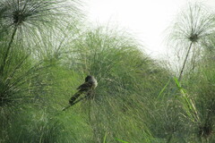 Centropus superciliosus