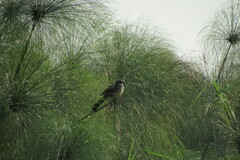 Centropus superciliosus