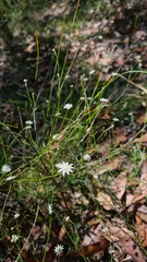 Actinotus minor