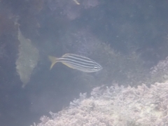 Atypichthys strigatus