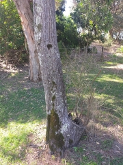 Casuarina equisetifolia