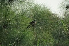 Centropus superciliosus