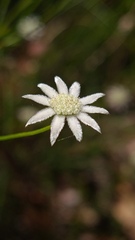 Actinotus minor