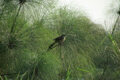 Centropus superciliosus