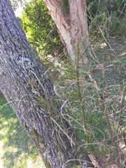 Casuarina equisetifolia