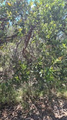 Angophora hispida