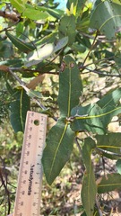 Angophora hispida