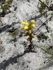 Disa sabulosa
