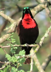 Chalcomitra senegalensis