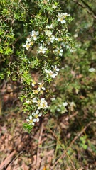 Leptospermum trinervium