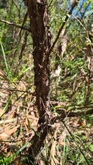 Leptospermum trinervium