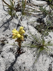 Disa sabulosa