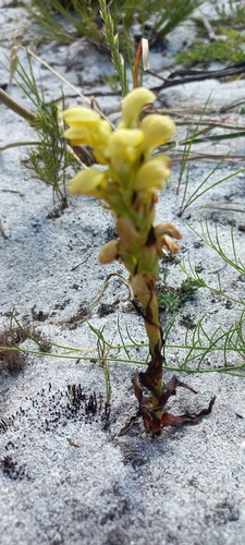 Image of Disa sabulosa by (c) Adele SL, some rights reserved (CC BY)