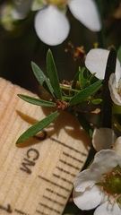Leptospermum trinervium