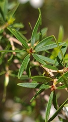 Leptospermum trinervium