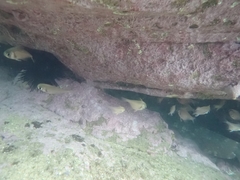 Pempheris compressa