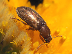Enicmosoma