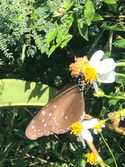Euploea mulciber barsine