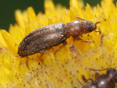 Enicmosoma