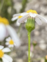 Senecio umbellatus