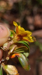 Hibbertia bracteata