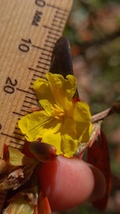 Hibbertia bracteata
