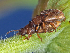 Enicmosoma