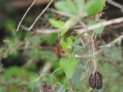 Aristolochia baetica