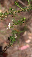Olearia microphylla