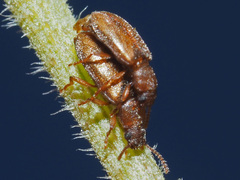 Enicmosoma