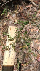 Olearia microphylla