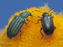 Gastrida abdominalis