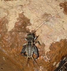 Gryllus bimaculatus